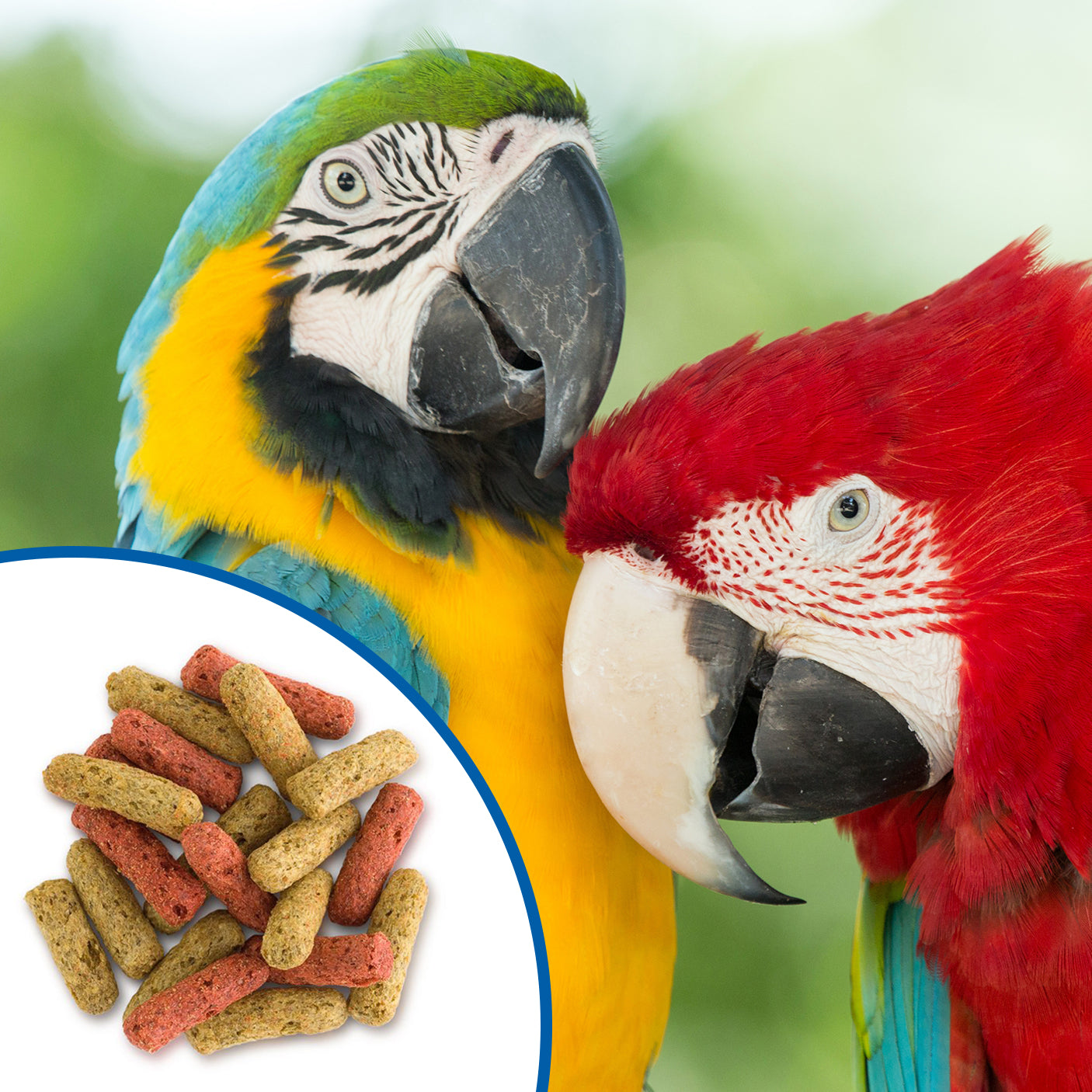 Large Parrots | Scenic Bird Food