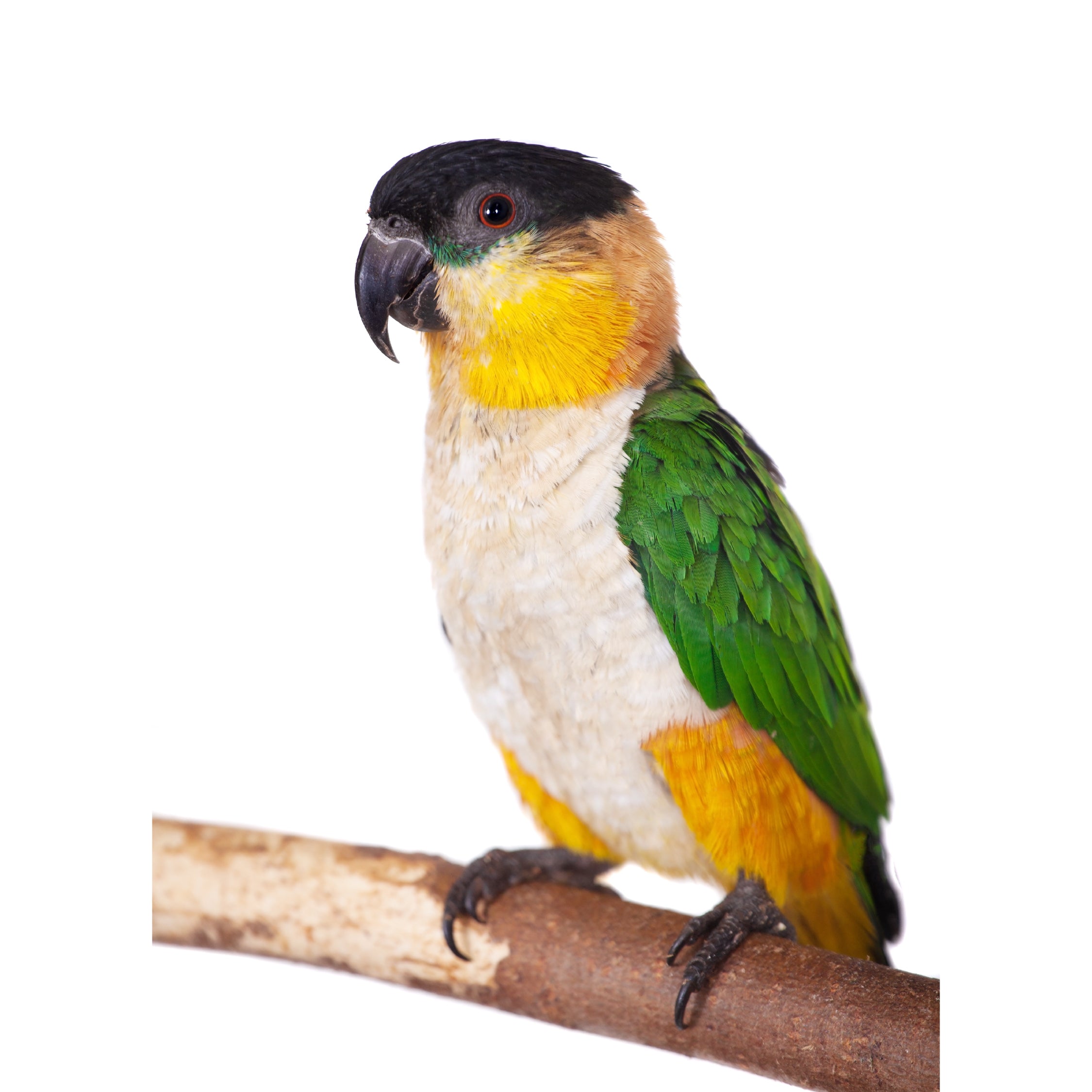 Scenic Paradise Caique Parrot