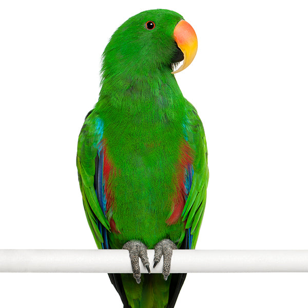 Medium Parrots | Scenic Bird Food