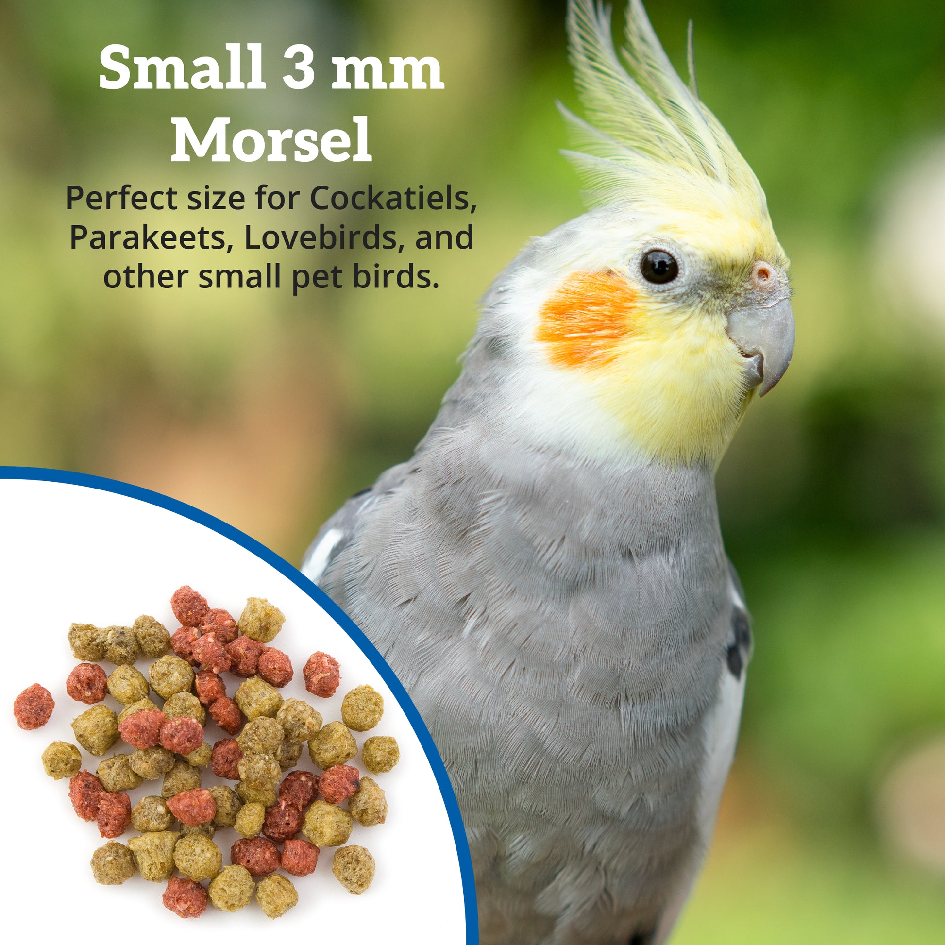 Scenic Hot & Healthy 3 mm Round Morsel